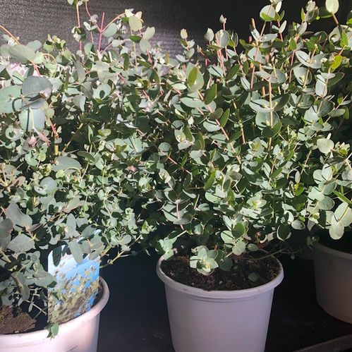 EUCALYPTHUS GUNNI BUSK K:17CM H:40CM