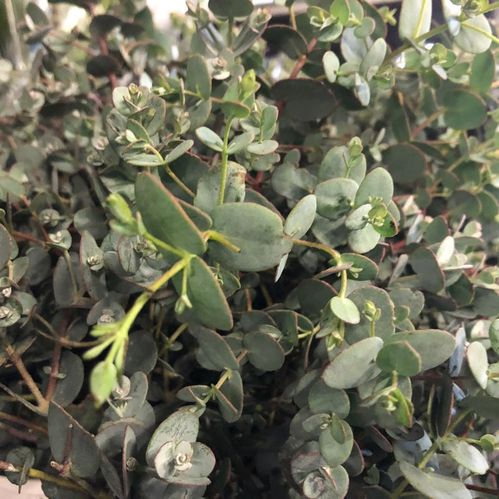 EUCALYPTHUS BUSK K:14CM x6