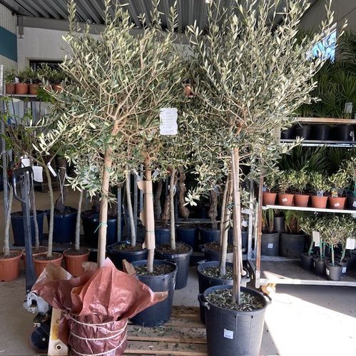 OLEA OLIVTRÄD STAM K:35CM 170-180CM