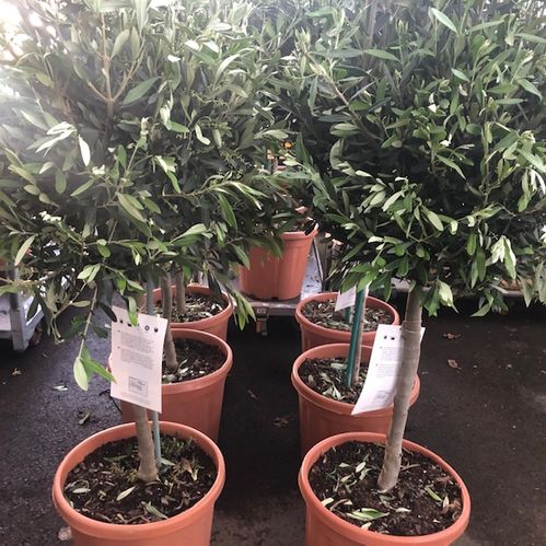 OLEA OLIVTRÄD K:30CM H:160-170CM