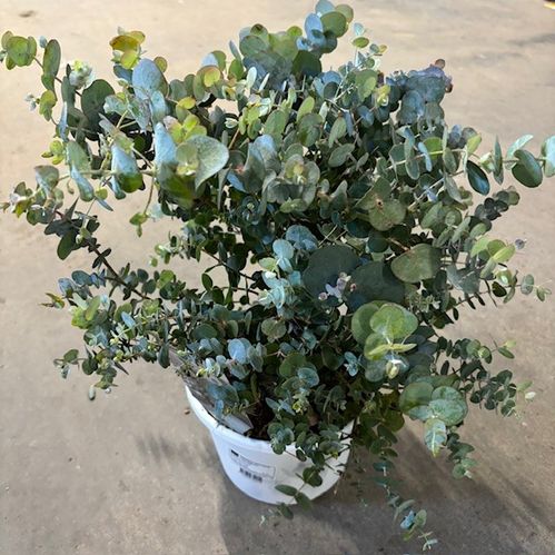 EUCALYPTHUS GUNNI BUSK K:19CM H:45CM