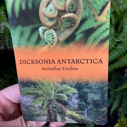 DICKSONIA ANTARTICA K:24CM