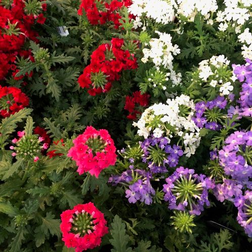 VERBENA DK K:12CM x10