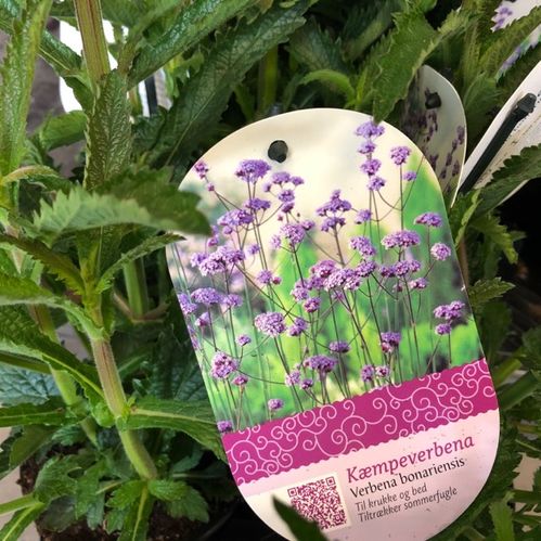 VERBENA BONARIENSIS JÄTTEVERBENA x12