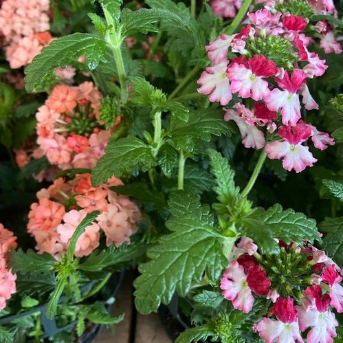 VERBENA FRILLESÅS x8