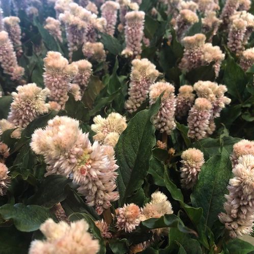 CELOSIA MERIDA SALMON K:12CM x10