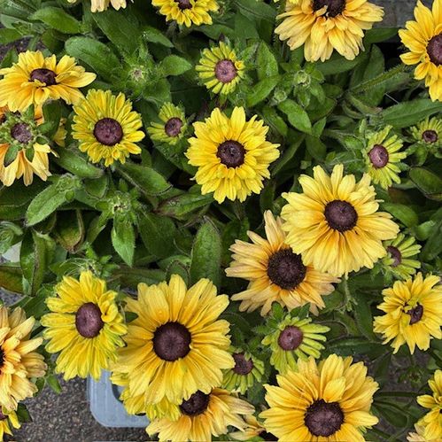 RUDBECKIA DK K:17CM