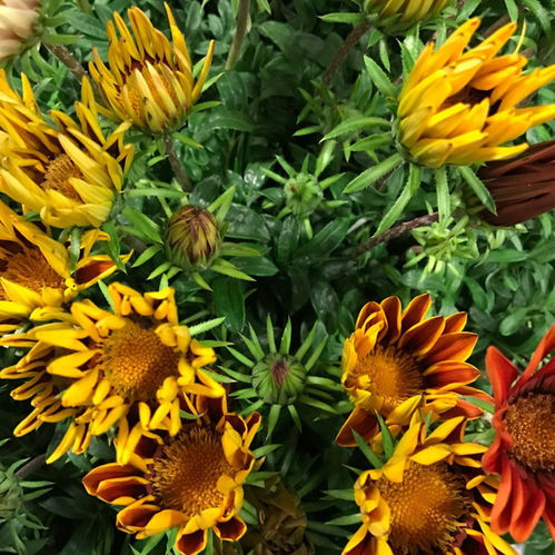 GAZANIA BIG KISS MIX K:12CM x8