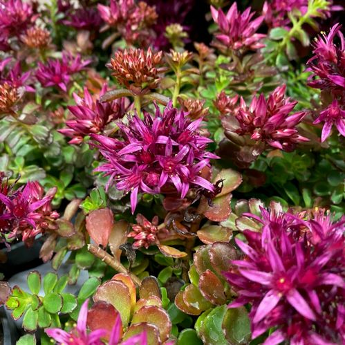 SEDUM SPOT ON DEEP ROSE K:12CM x8