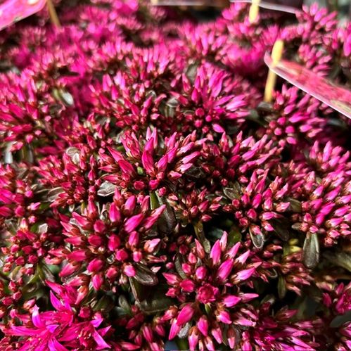 SEDUM SPOT ON DEEP ROSE K:15CM x5