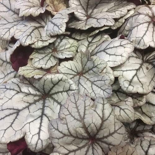 HEUCHERA ALUNROT K:12CM x10