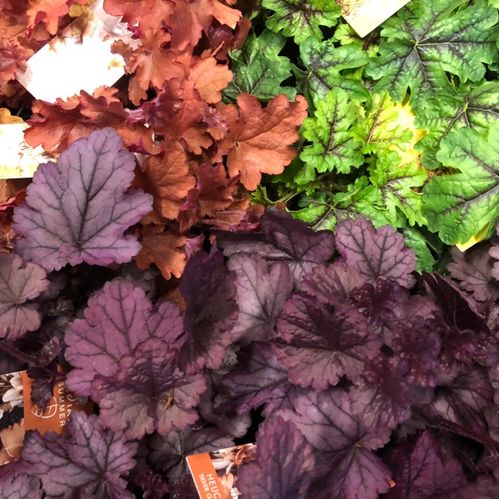 HEUCHERA K:17CM x8