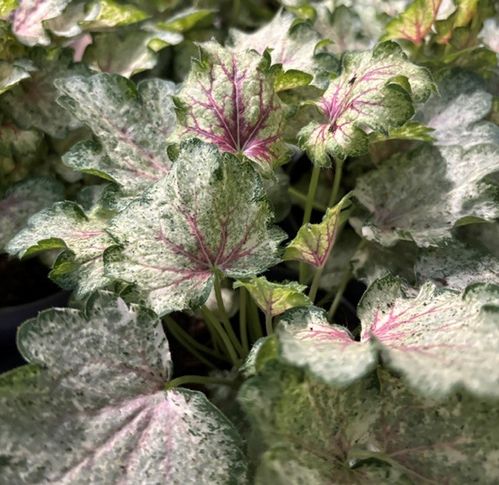 HEUCHERA FROZY DK K:12CM x6