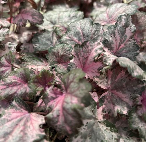 HEUCHERA PINKY DK K:12CM x6
