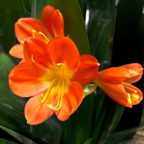 CLIVIA MINATA ORANGE K:13CM x8