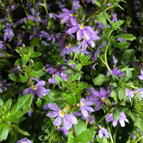 SCAEVOLA FEMTUNGA BLÅ MB x8