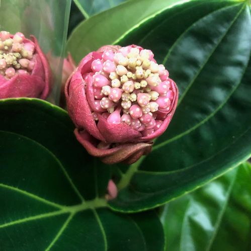 MEDINILLA LAMBADA K:14CM x4