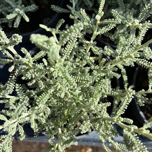 HELICHRYSUM x10