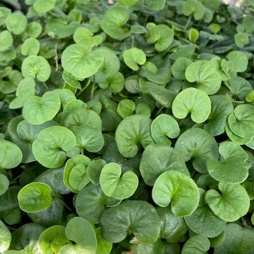 DICHONDRA EMERALD FALLS GRÖN x12