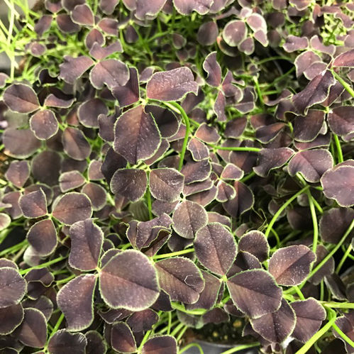 TRIFOLIUM K:12CM x10