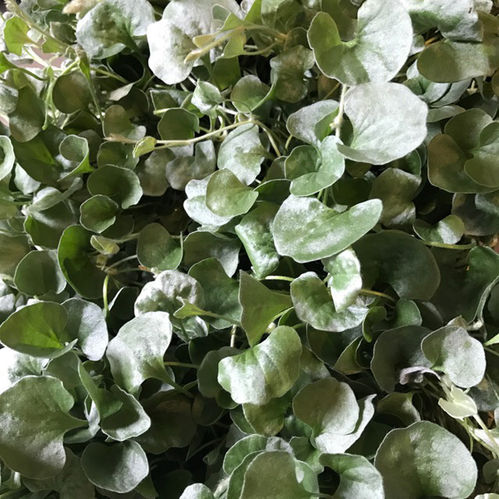 DICHONDRA SILVERFALL FRILLESÅS x12