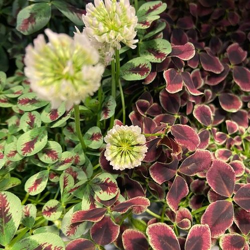 TRIFOLIUM ARVID x8