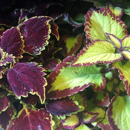 PALETTBLAD COLEUS ARVID x6