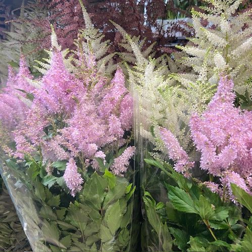 ASTILLBE K:15CM x6