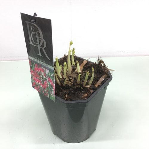 DICENTRA LÖJTN.HJÄRTA K:17CM x6