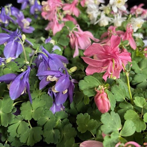AQUILEGIA ACKLEJA KOMPAKT K:12CM x10