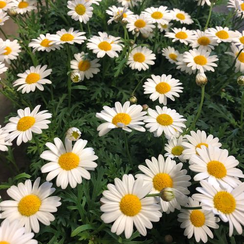 LEUCANTHEMUM PRÄSTKRAGE K:14CM x7