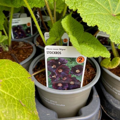 ALCEA NIGRA W/L K:10,5CM x14