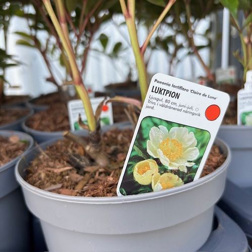 PION CLAIRE DE LUNE L 2L x6