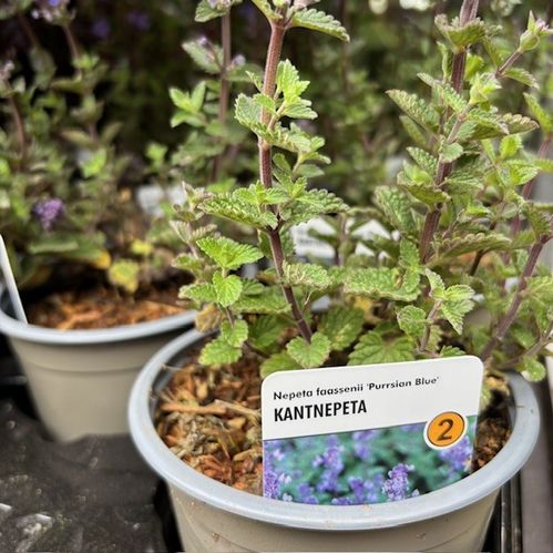 NEPETA FAASSENII BLUE WÄ/L K:10,5CM x14