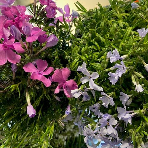 PHLOX SUBULATA K:12CM x8