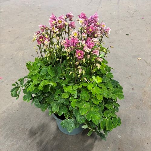AQUILEGIA ACKLEJA MIX XL K:23CM