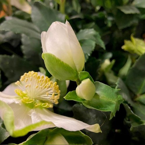 HELLEBORUS CHRISTMAS CAROL K:12CM x10