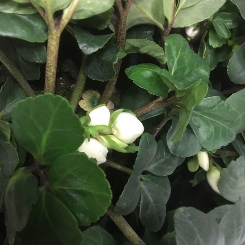 HELLEBORUS PLANT 9CM x18