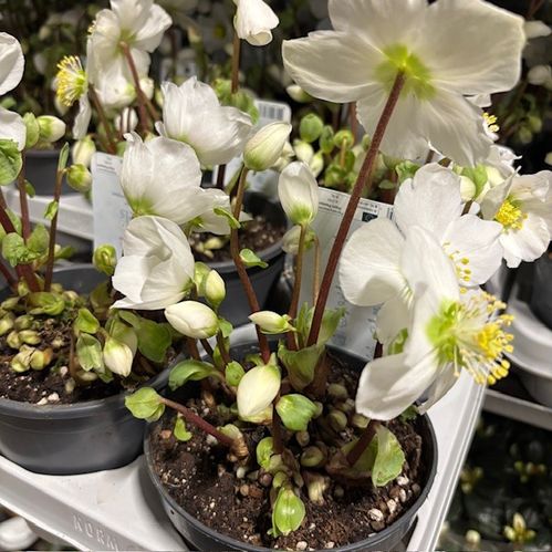 HELLEBORUS UTAN BLAD K:12CM x9