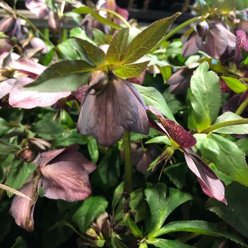 HELLEBORUS RÖD K:17CM x6