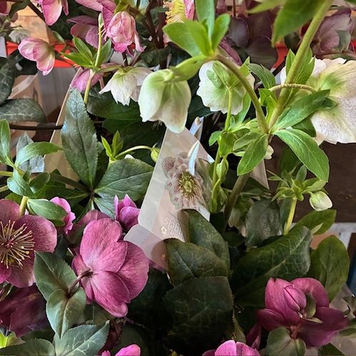 HELLEBORUS MIX K:15CM x6