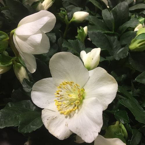 HELLEBORUS LERKRUKA K:11CM x6