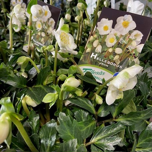 HELLEBORUS FRILLESÅS K:13CM x8
