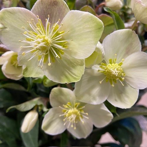 HELLEBORUS BEAUTY PRINCESS K:29CM