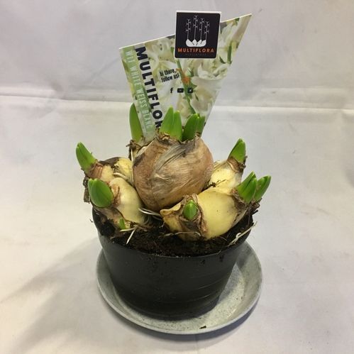 HYACINT MULTI VIT K:10CM x8