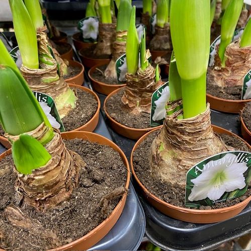 AMARYLLIS VIT STANDARD x12