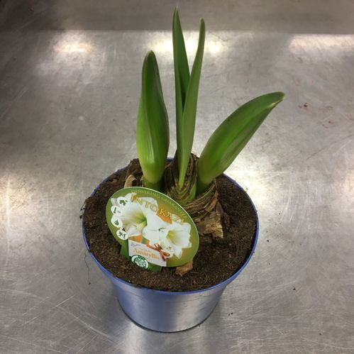 AMARYLLIS LG 2-KN VIT x8