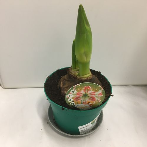 AMARYLLIS 2-F RÖD/VIT LG x8