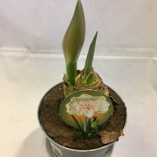 AMARYLLIS NYMPH K:14CM x8