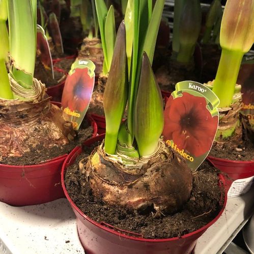 AMARYLLIS LG 2-KN MÖRKRÖD x8